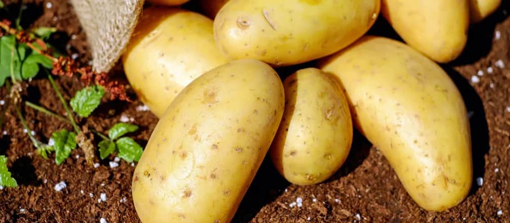 Jakie ziemniaki do sałatki jarzynowej? Wybierz najlepsze odmiany!